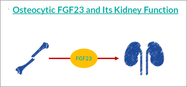 重大突破！研发FGF23项目，精准诊断CKD及CKD-MBD